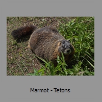 Marmot - Tetons